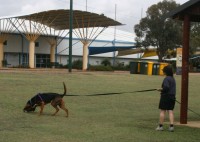 tracking bloodhound