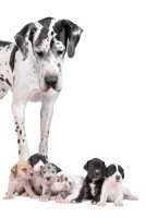 Great Dane with Puppy