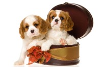 Cavalier puppies