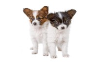 Papillon pups