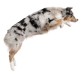 Aust shepherd jumping