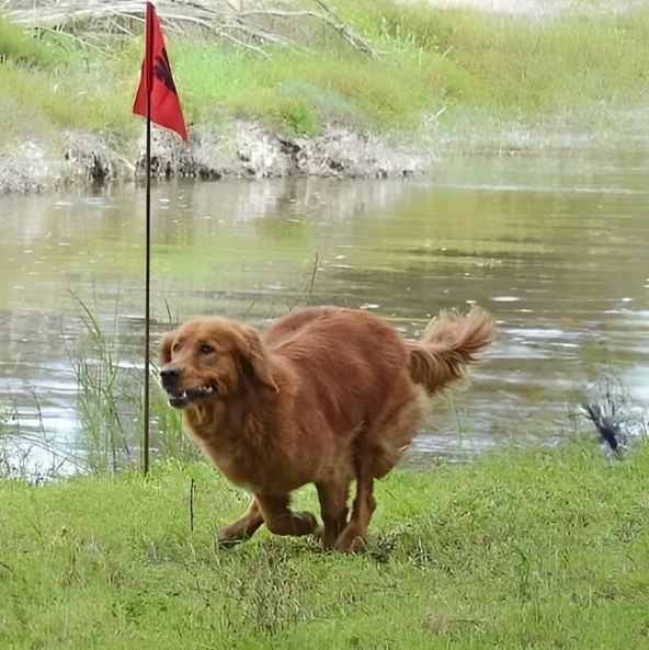 Retrieving